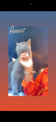 Lost Male Cat last seen Symmes crossing apmt , Fields Ertel Rd, OH 45249