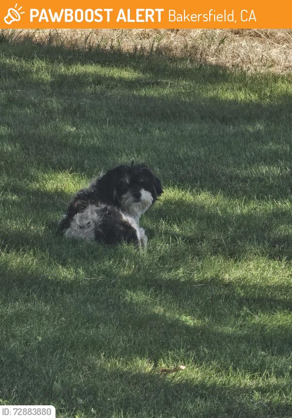 Found/Stray Unknown Dog last seen Panorama , Bakersfield, CA 93305
