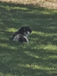 Found/Stray Unknown Dog last seen Panorama , Bakersfield, CA 93305