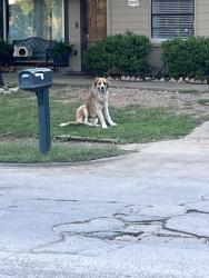 Found/Stray Unknown Dog last seen Quail/Forrestdale, Balch Springs, TX 75180