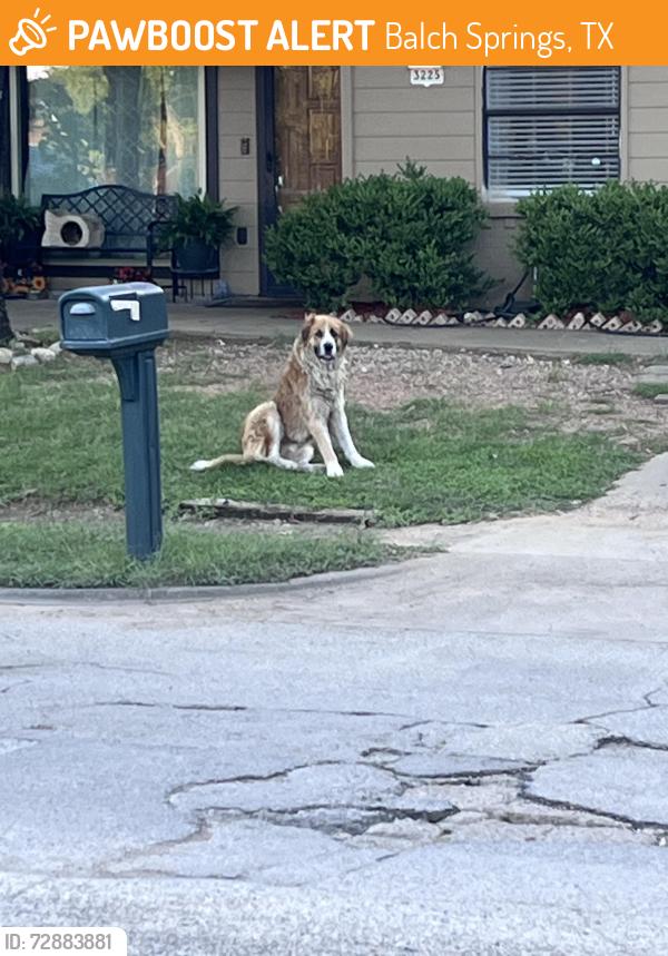 Found/Stray Unknown Dog last seen Quail/Forrestdale, Balch Springs, TX 75180
