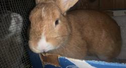 Lost Male Rabbit last seen 70th ave , Oakland, CA 94621