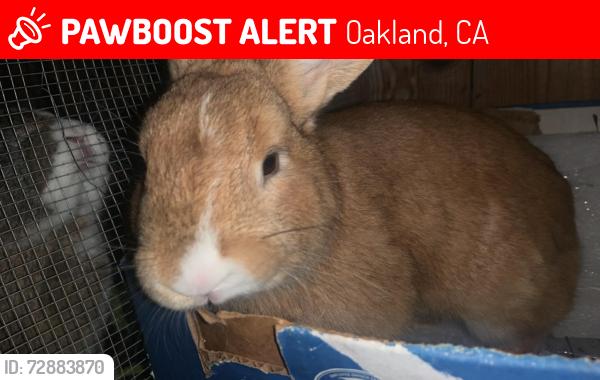 Lost Male Rabbit last seen 70th ave , Oakland, CA 94621