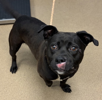 Shelter Stray Male Dog last seen Hollyhock Terrace & Glenwood RdCandler-McAfee, GA, 30032, GA, Atlanta, GA 30341
