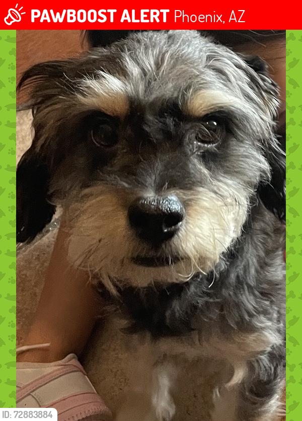 Lost Male Dog last seen 91st Ave & Indian School, Phoenix, AZ 85037