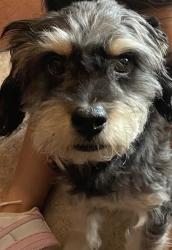 Lost Male Dog last seen 91st Ave & Indian School, Phoenix, AZ 85037