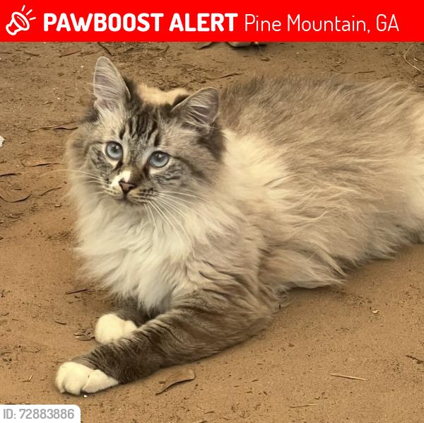 Lost Male Cat last seen Hopewell Church Road, Pine Mountain, GA 31822