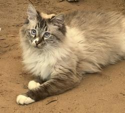 Lost Male Cat last seen Hopewell Church Road, Pine Mountain, GA 31822