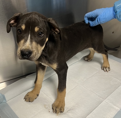 Shelter Stray Male Dog last seen Lodge Rd & Whispering Springs Ln, Tollhouse Zone Fresno CO 4 93667, CA, Fresno, CA 93706