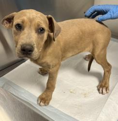 Shelter Stray Female Dog last seen Lodge Rd & Whispering Springs Ln, Tollhouse Zone Fresno CO 4 93667, CA, Fresno, CA 93706