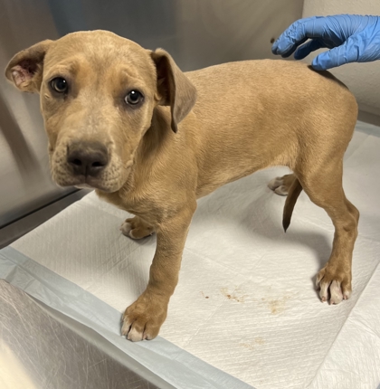 Shelter Stray Female Dog last seen Lodge Rd & Whispering Springs Ln, Tollhouse Zone Fresno CO 4 93667, CA, Fresno, CA 93706