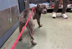 Shelter Stray Male Dog last seen Near Bartholdi Street, BRONX, NY, 10467, New York, NY 10029