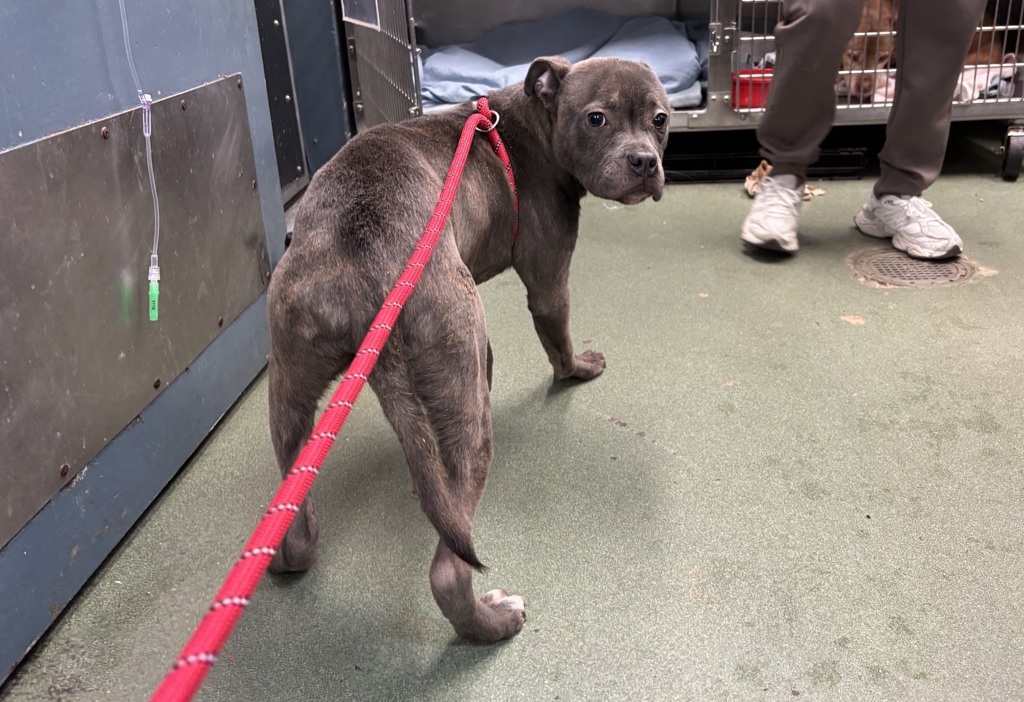 Shelter Stray Male Dog last seen Near Bartholdi Street, BRONX, NY, 10467, New York, NY 10029