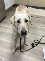 Shelter Stray Female Dog last seen Near Lado De Loma, Vista, CA, 92083, Oceanside, CA 92058