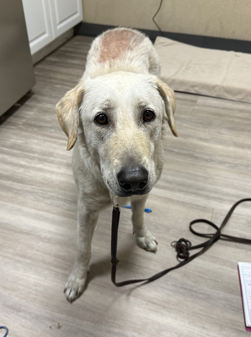 Shelter Stray Female Dog last seen Near Lado De Loma, Vista, CA, 92083, Oceanside, CA 92058