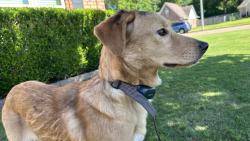 Found/Stray Female Dog last seen Haynes rd , Bartlett, TN 38133