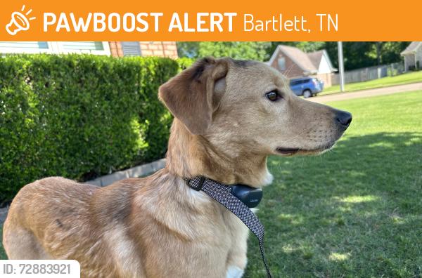 Found/Stray Female Dog last seen Haynes rd , Bartlett, TN 38133