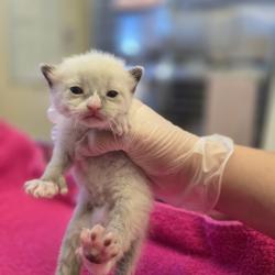 Shelter Stray Male Cat last seen Sunset Drive, LIVERMORE, CA, 94551, Oakland, CA 94621