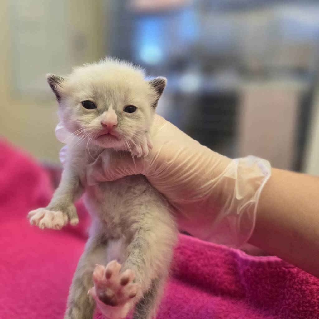 Shelter Stray Male Cat last seen Sunset Drive, LIVERMORE, CA, 94551, 8323 Baldwin St, Oakland, CA 94621, USA