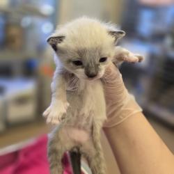 Shelter Stray Male Cat last seen Sunset Drive, LIVERMORE, CA, 94551, Oakland, CA 94621