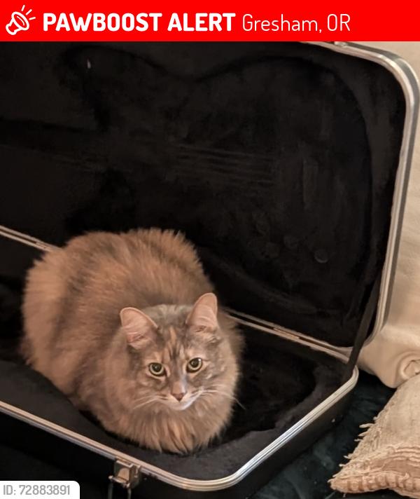 Lost Female Cat last seen NE Kane Drive and Division Street , Gresham, OR 97030