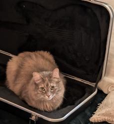 Lost Female Cat last seen NE Kane Drive and Division Street , Gresham, OR 97030