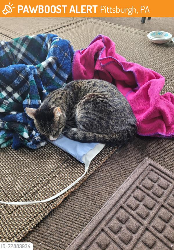 Found/Stray Unknown Cat last seen Banksville, Pittsburgh, PA 15220