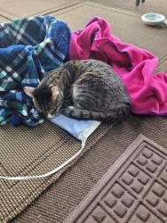 Found/Stray Unknown Cat last seen Banksville, Pittsburgh, PA 15220