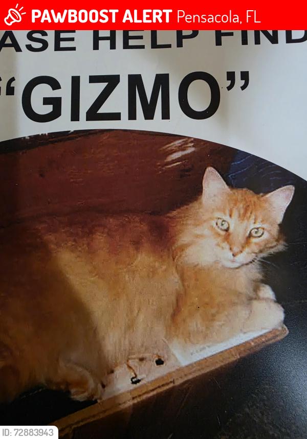 Lost Male Cat last seen Bet Mark and 10 Mile Road, Pensacola, FL 32502