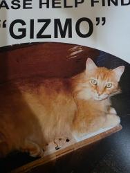 Lost Male Cat last seen Bet Mark and 10 Mile Road, Pensacola, FL 32502