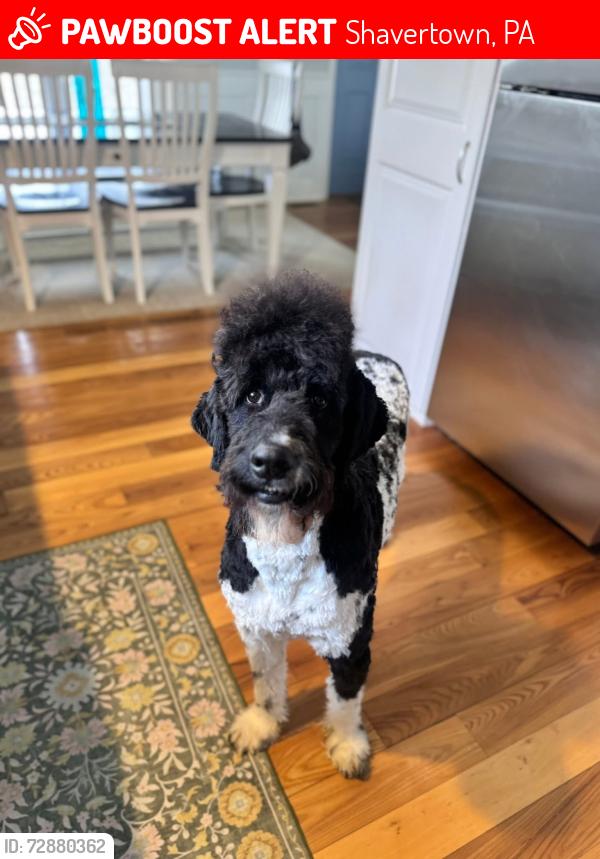 Lost Male Dog last seen Near Dam around Sutton rd, Shavertown, PA 18708