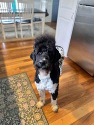 Lost Male Dog last seen Near Dam around Sutton rd, Shavertown, PA 18708
