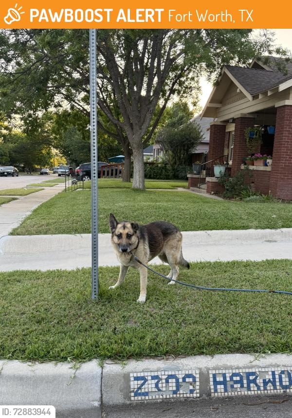 Found/Stray Unknown Dog last seen Wilkinson Ave & Harwood Dr, Fort Worth, TX 76103