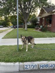 Found/Stray Unknown Dog last seen Wilkinson Ave & Harwood Dr, Fort Worth, TX 76103