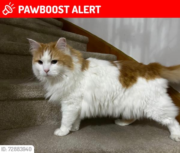 Lost Male Cat last seen Fallingbrook Middle School, Mississauga, ON L5V 2H5