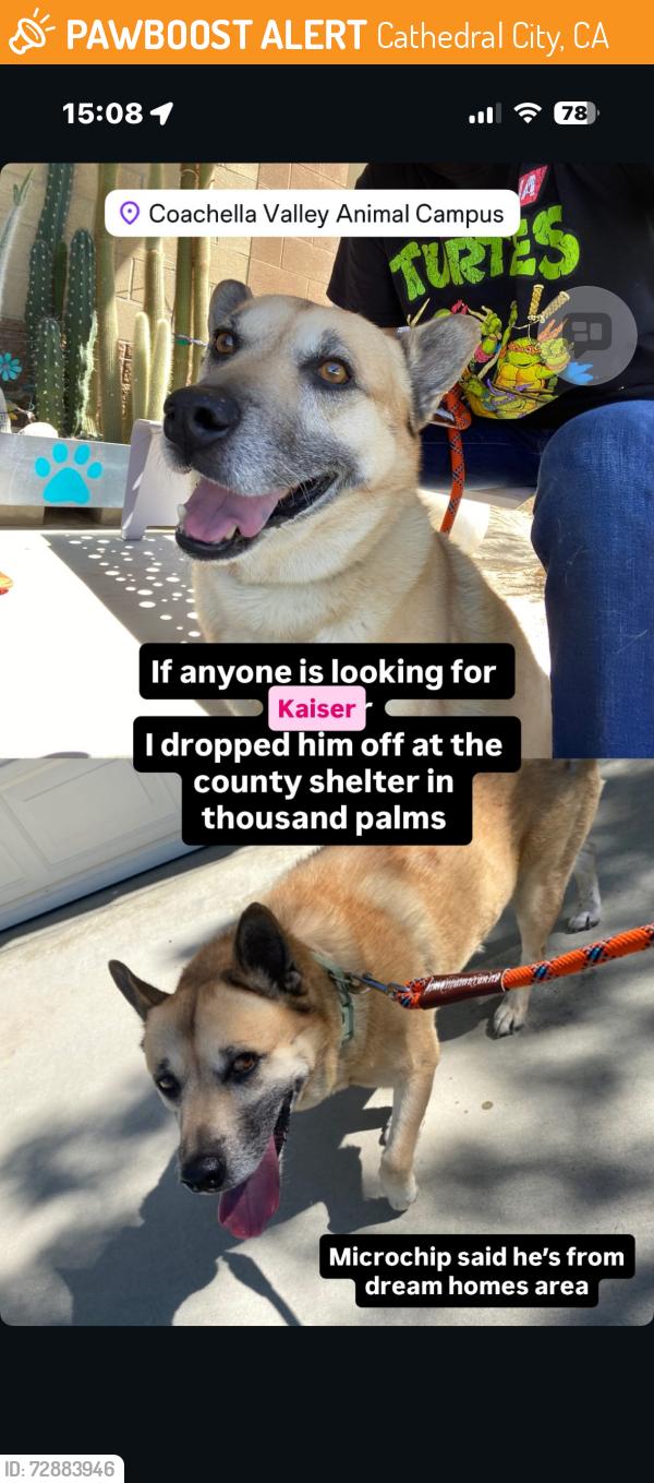Found/Stray Male Dog last seen Rango rd by the wash, Cathedral City, CA 92234