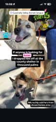 Found/Stray Male Dog last seen Rango rd by the wash, Cathedral City, CA 92234