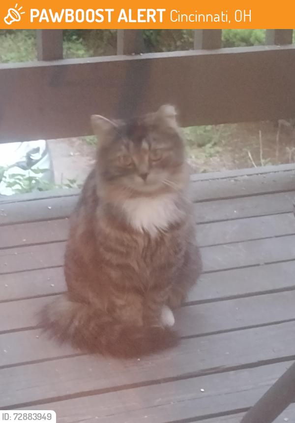 Found/Stray Unknown Cat last seen Forno restaurant Cincinnati , Cincinnati, OH 45208