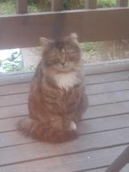 Found/Stray Unknown Cat last seen Forno restaurant Cincinnati , Cincinnati, OH 45208