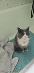 Found/Stray Unknown Cat last seen 16th and Riverview st Eugene Oregon , Riverview, NSW 2066