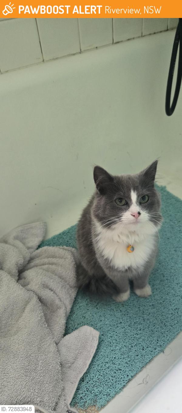 Found/Stray Unknown Cat last seen 16th and Riverview st Eugene Oregon , Riverview, NSW 2066