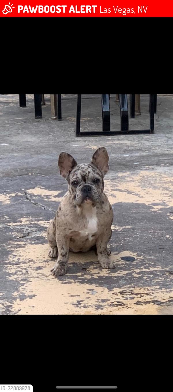Lost Female Dog last seen alexander & walnut, Las Vegas, NV 89115