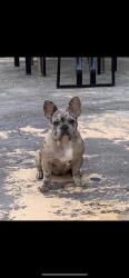 Lost Female Dog last seen alexander & walnut, Las Vegas, NV 89115