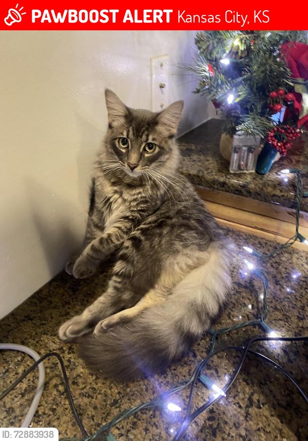 Lost Male Cat last seen LOST CAT last seen near S Boeke St & Miami Ave.  In the Riverview Area, Kansas City, KS 66101