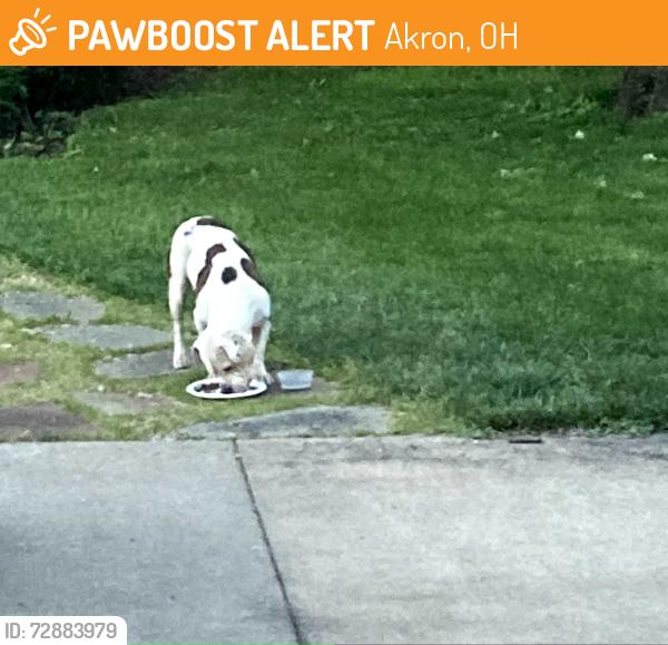 Found/Stray Unknown Dog last seen Mayfield Ave & West Market St, Akron, OH 44302