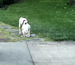 Found/Stray Unknown Dog last seen Mayfield Ave & West Market St, Akron, OH 44302