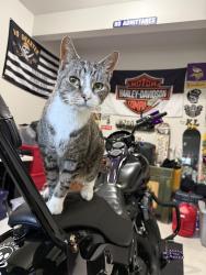 Reunited Female Cat last seen Mack blvd, Allentown, PA 18103