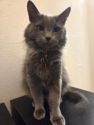 Reunited Female Cat last seen Near 8th st, Albuquerque, NM 87102