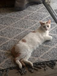 Lost Male Cat last seen Near , Orlando, FL 32824