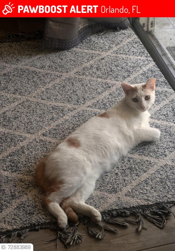 Lost Male Cat last seen Near, Orlando, FL 32824